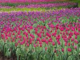 2013 Canadian Tulip Festival_DSCF02349
